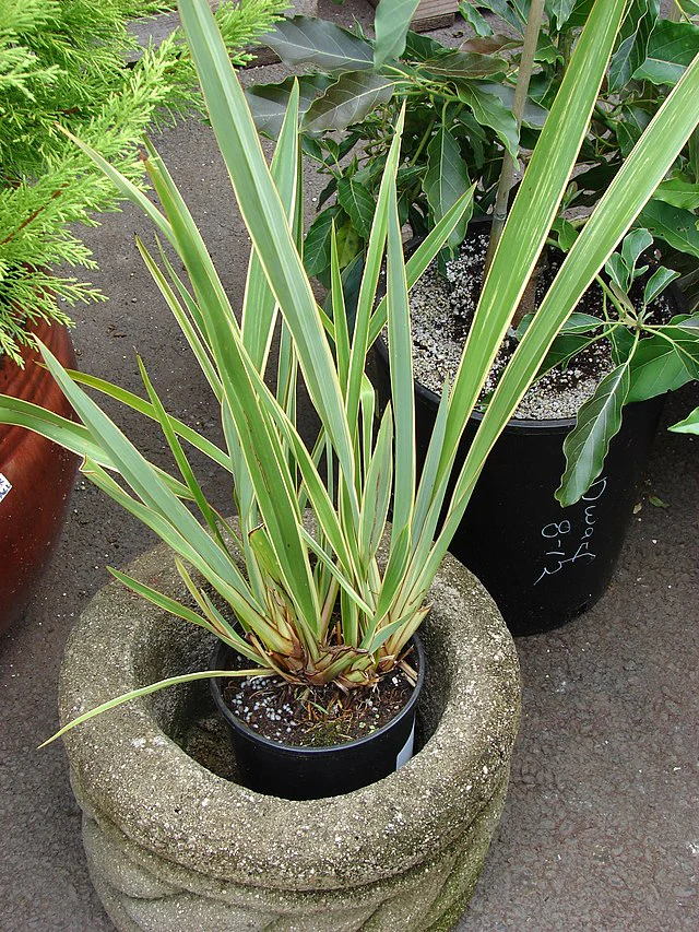 PHORMIUM Tricolor   40/50  3L - Image 2