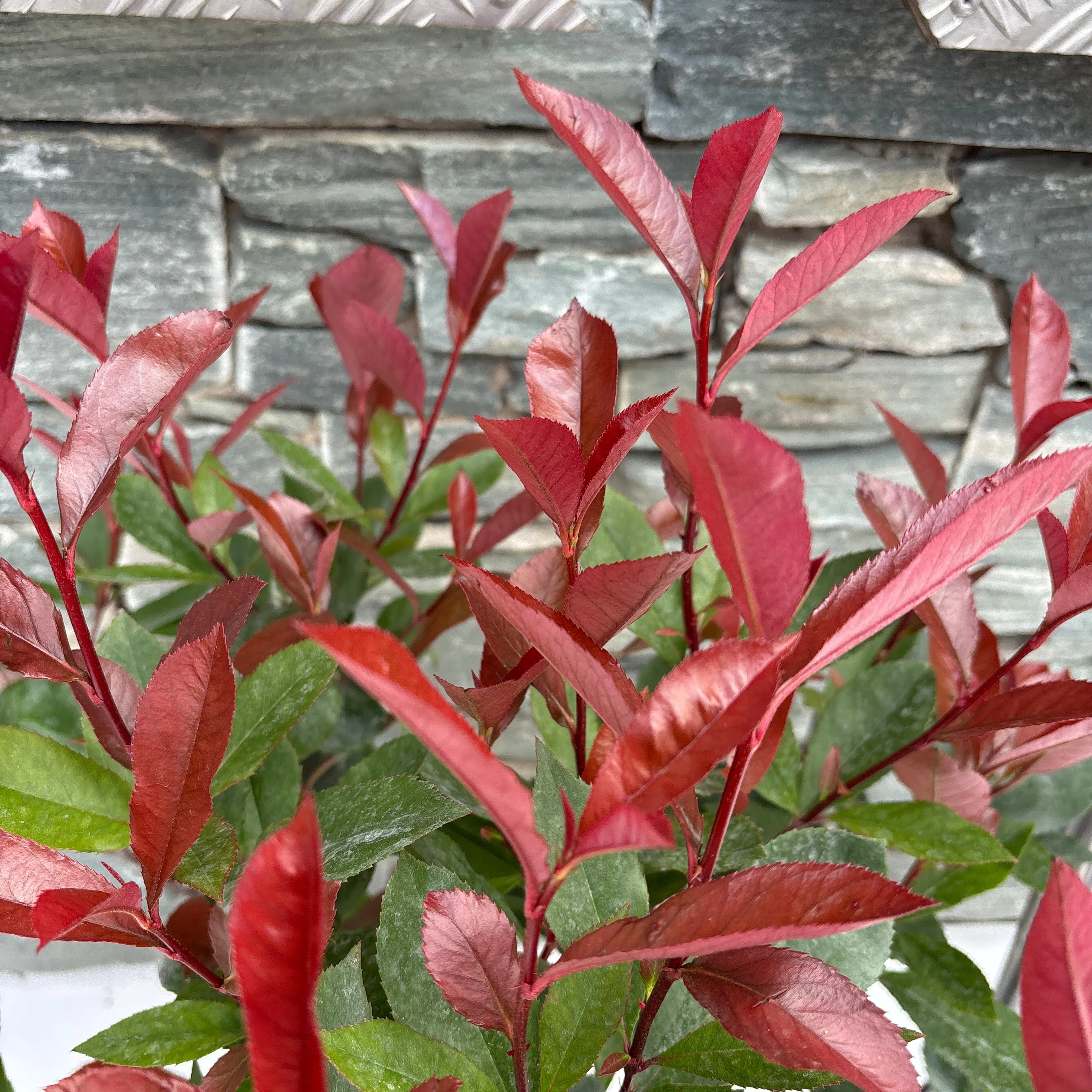 Photina Carre Rouge 5LT - Image 2