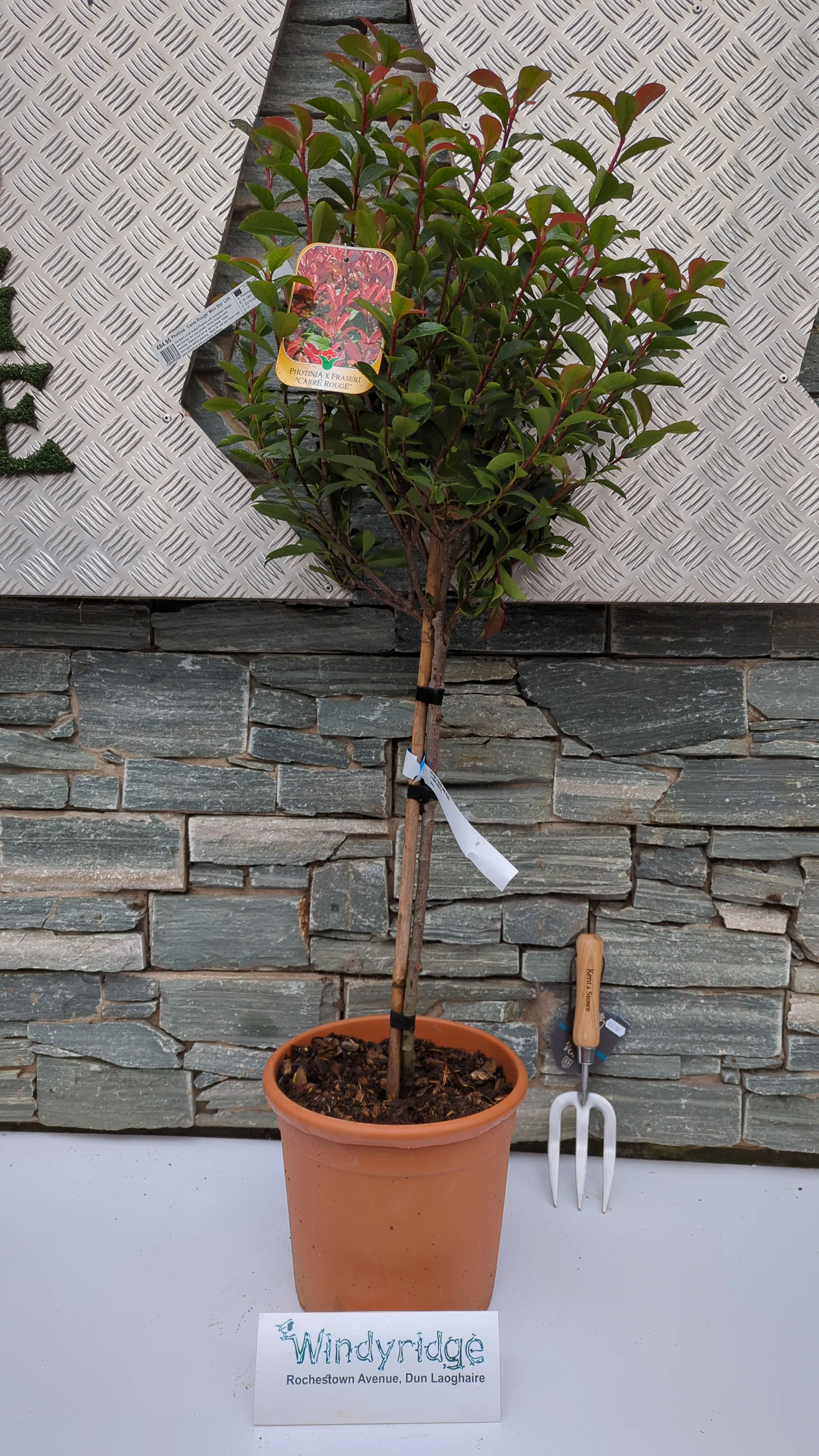 PHOTINIA Carre Rouge   Mini std  LV9 - Image 2