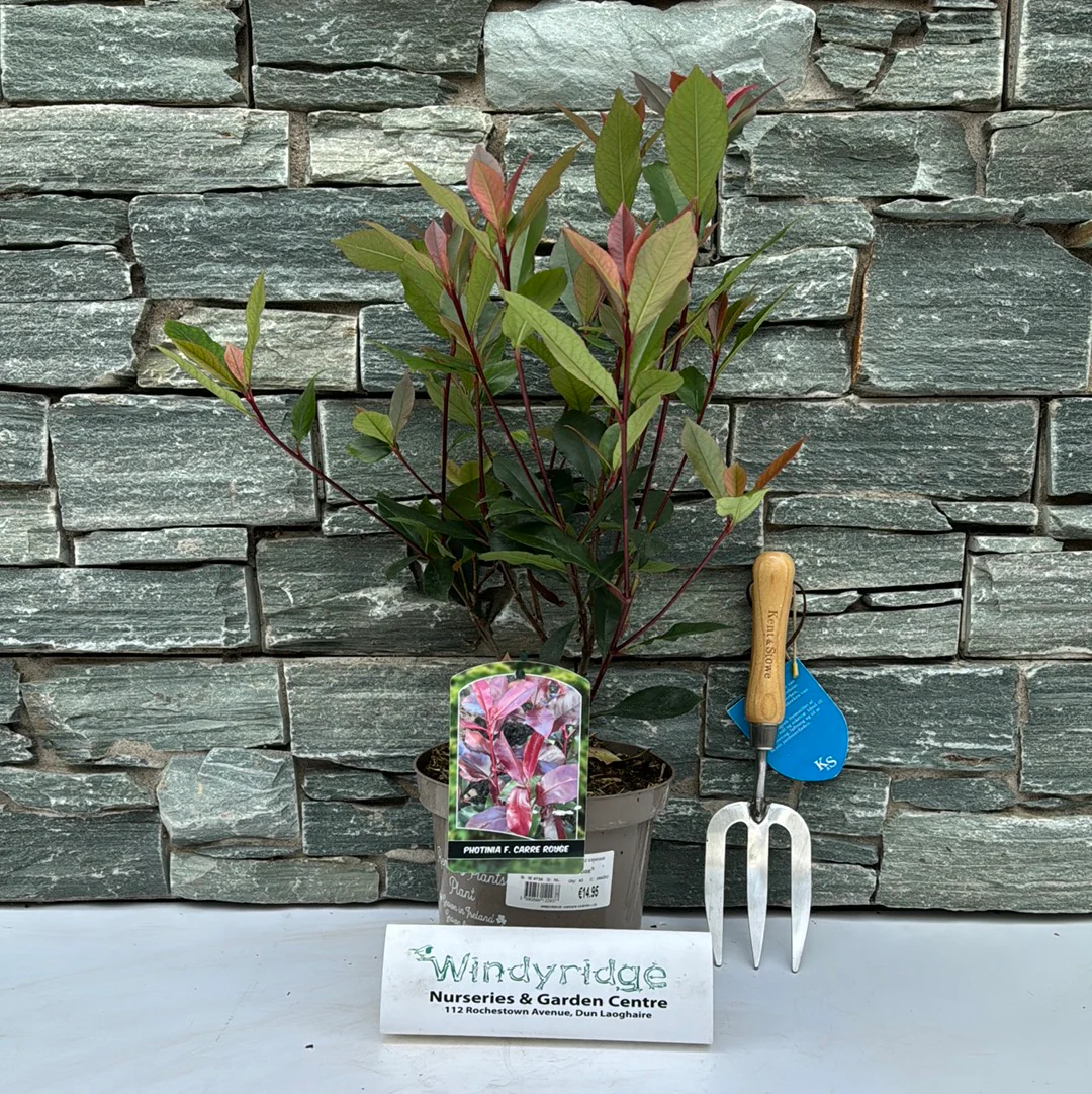 PHOTINIA F. CARRE ROUGE - Image 2