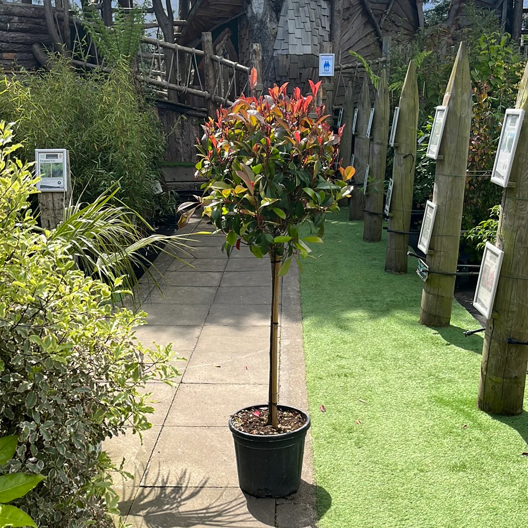 Photinia fra. Red Robin