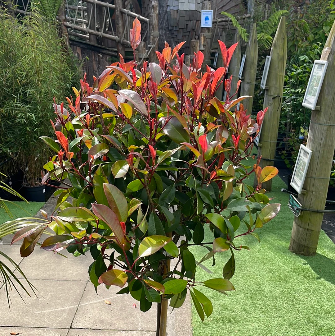 Photinia fra. Red Robin - Image 2