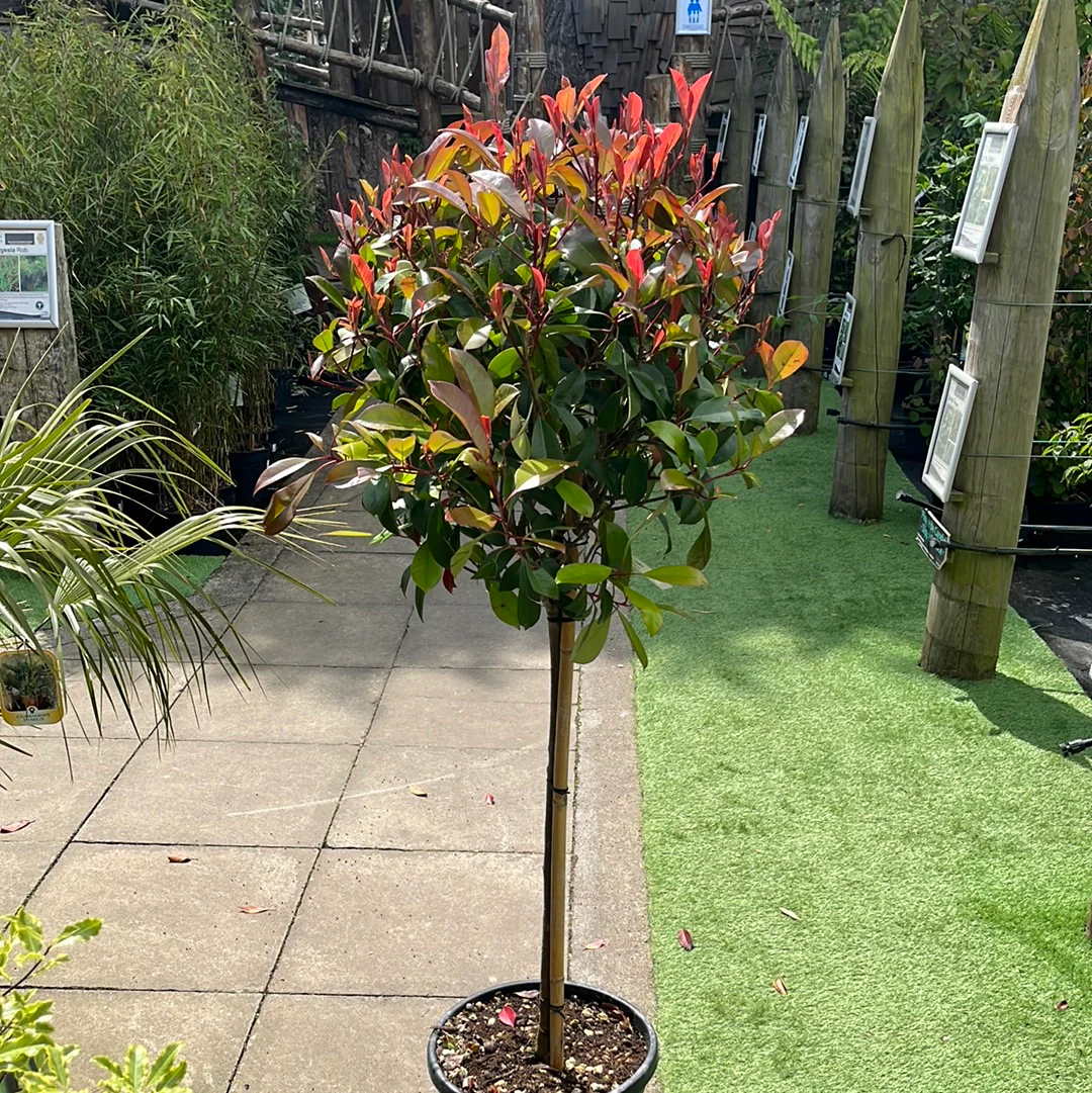 Photinia fra. Red Robin - Image 4