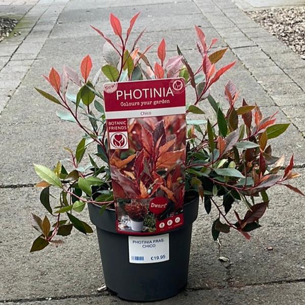 PHOTINIA FRAS. CHICO - Image 2