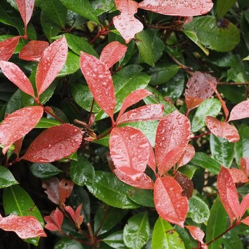 Photinia fraseri Little Fenna 3 Ltr pot