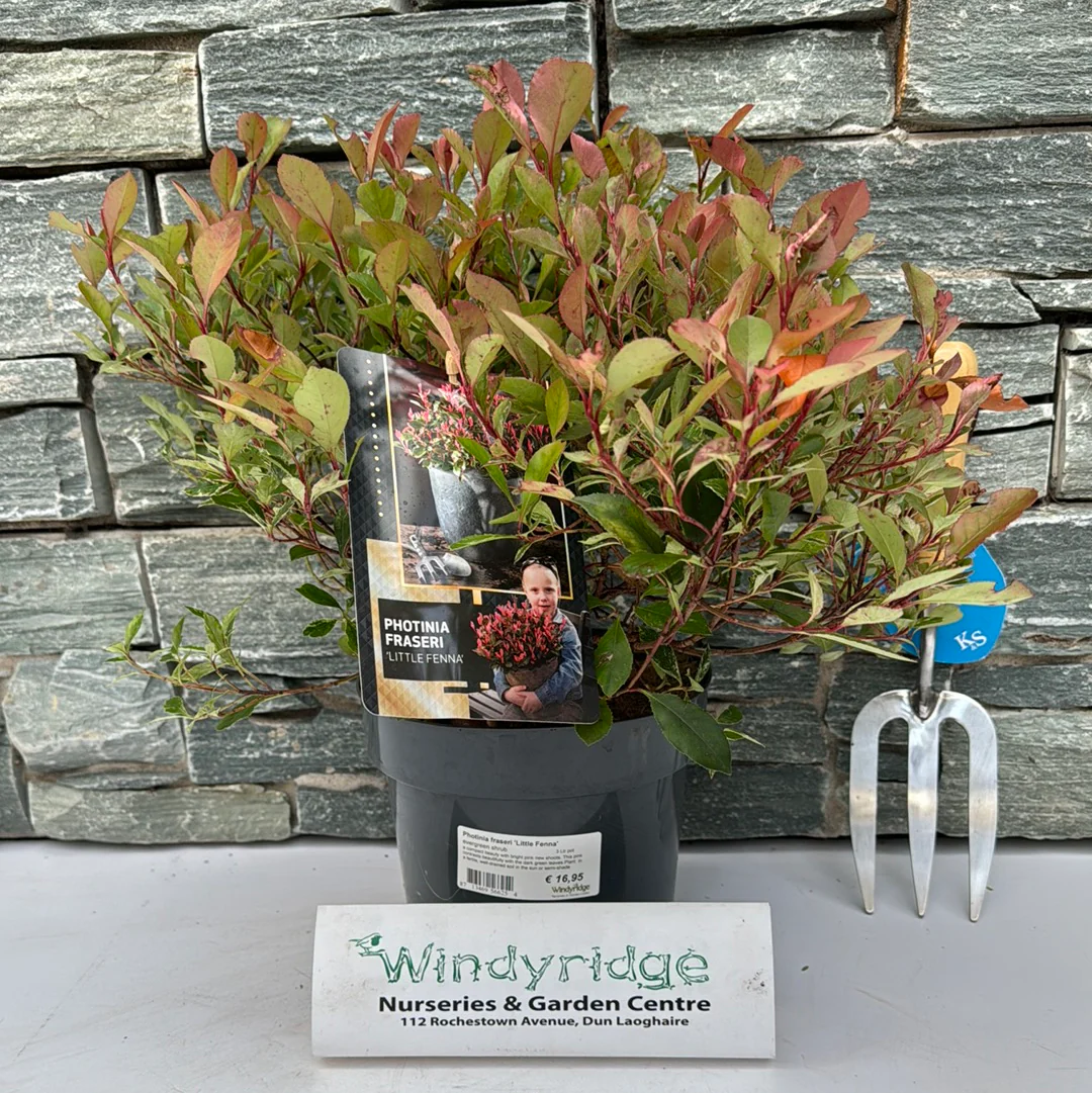 Photinia fraseri Little Fenna 3 Ltr pot - Image 2