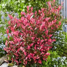 Photinia fraseri Little Fenna 3 Ltr pot - Image 3