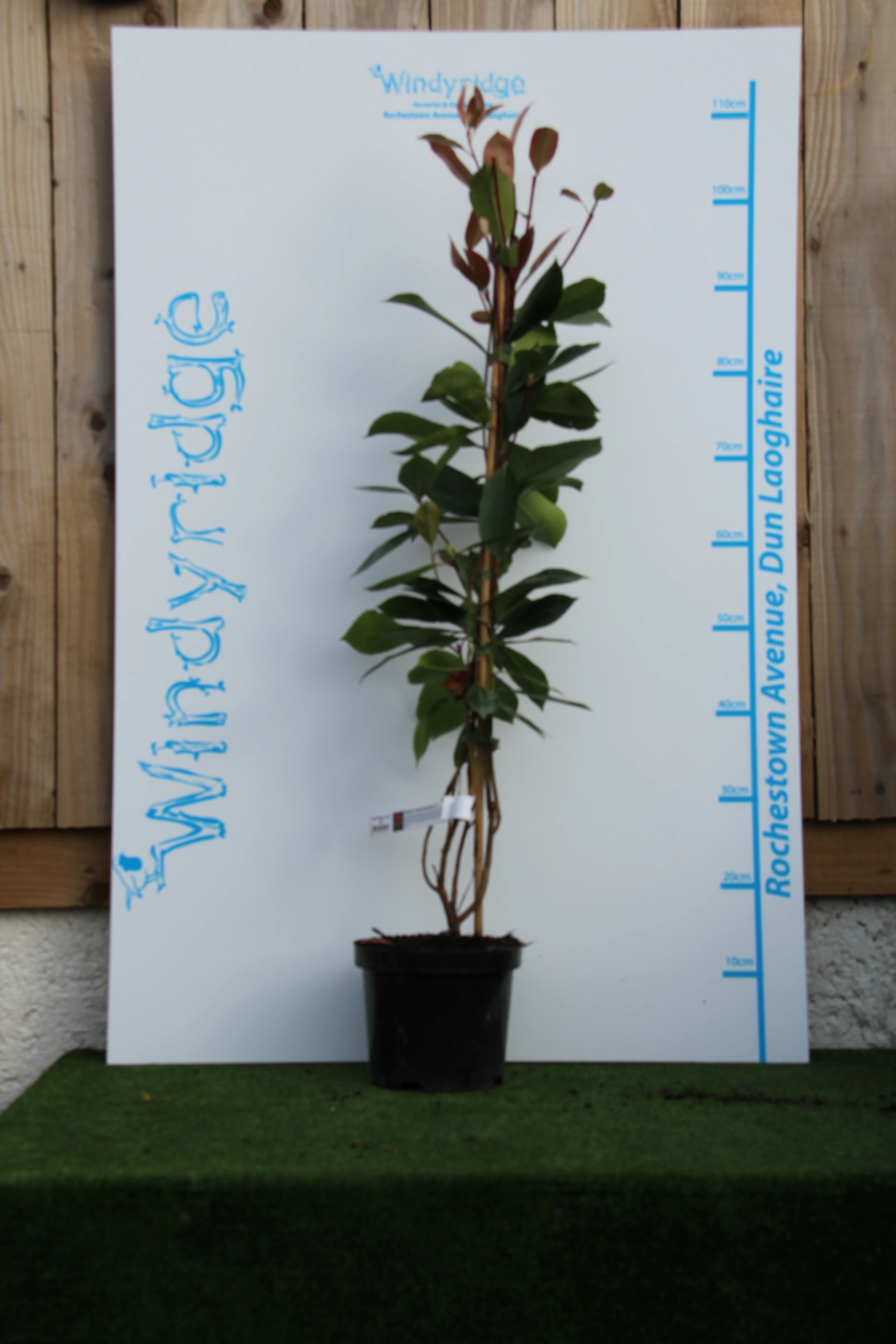 Photinia fraseri Red Robin - Image 3