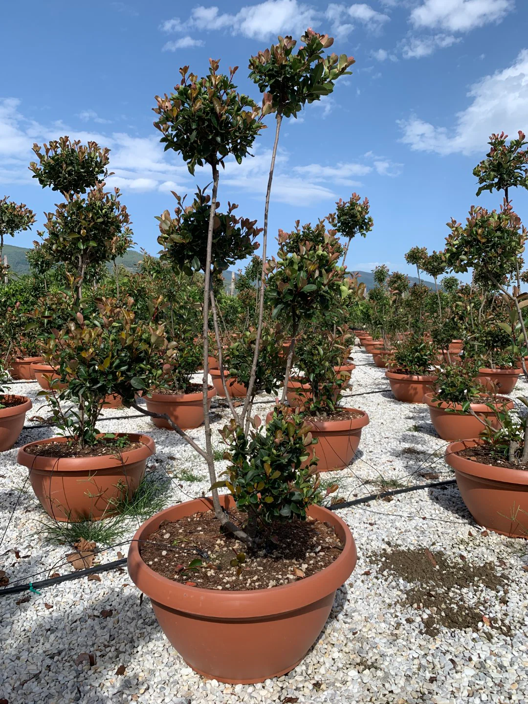 PHOTINIA SERR. ATROPURPUREA NANA CIOTOLA 75 CLT 80 H 160 - 180 CM PON PON