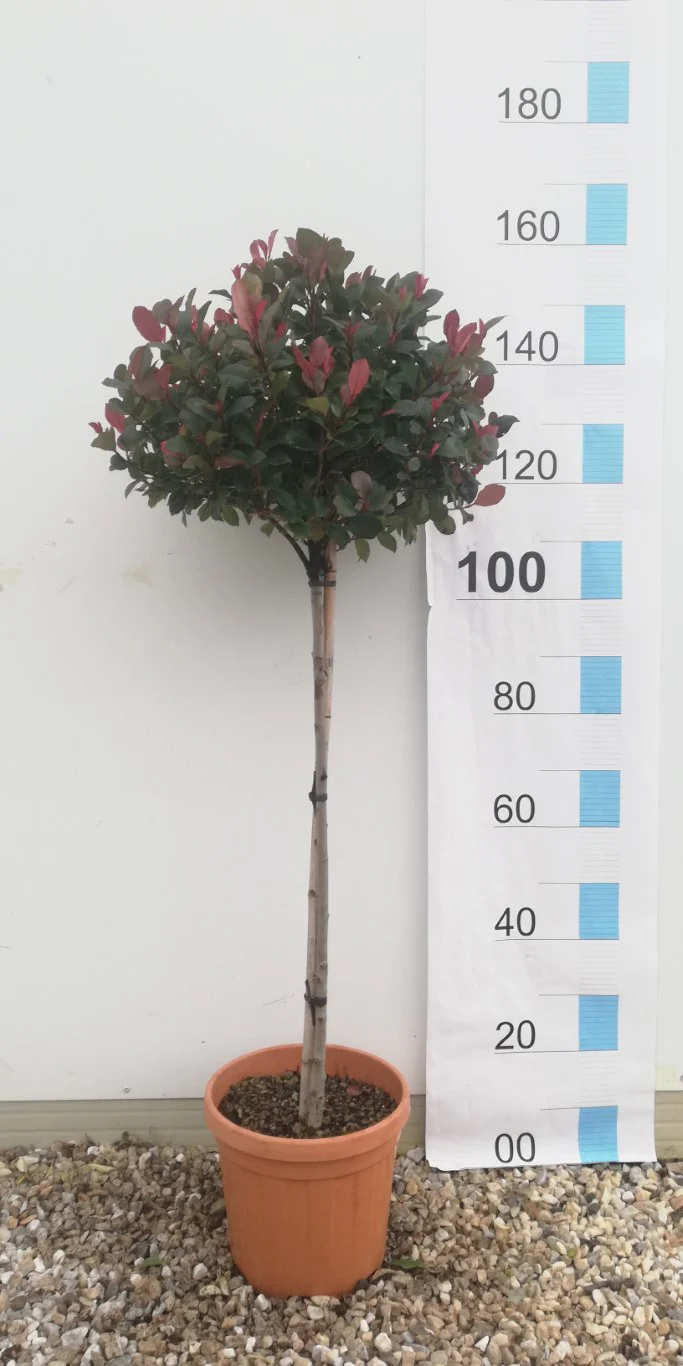 PHOTINIA SERR. ATROPURPUREA NANA CLT 15 / 18 CIRC. TR. 04 - 06 CHIOMA 35 - 40 CM 1/2 STD