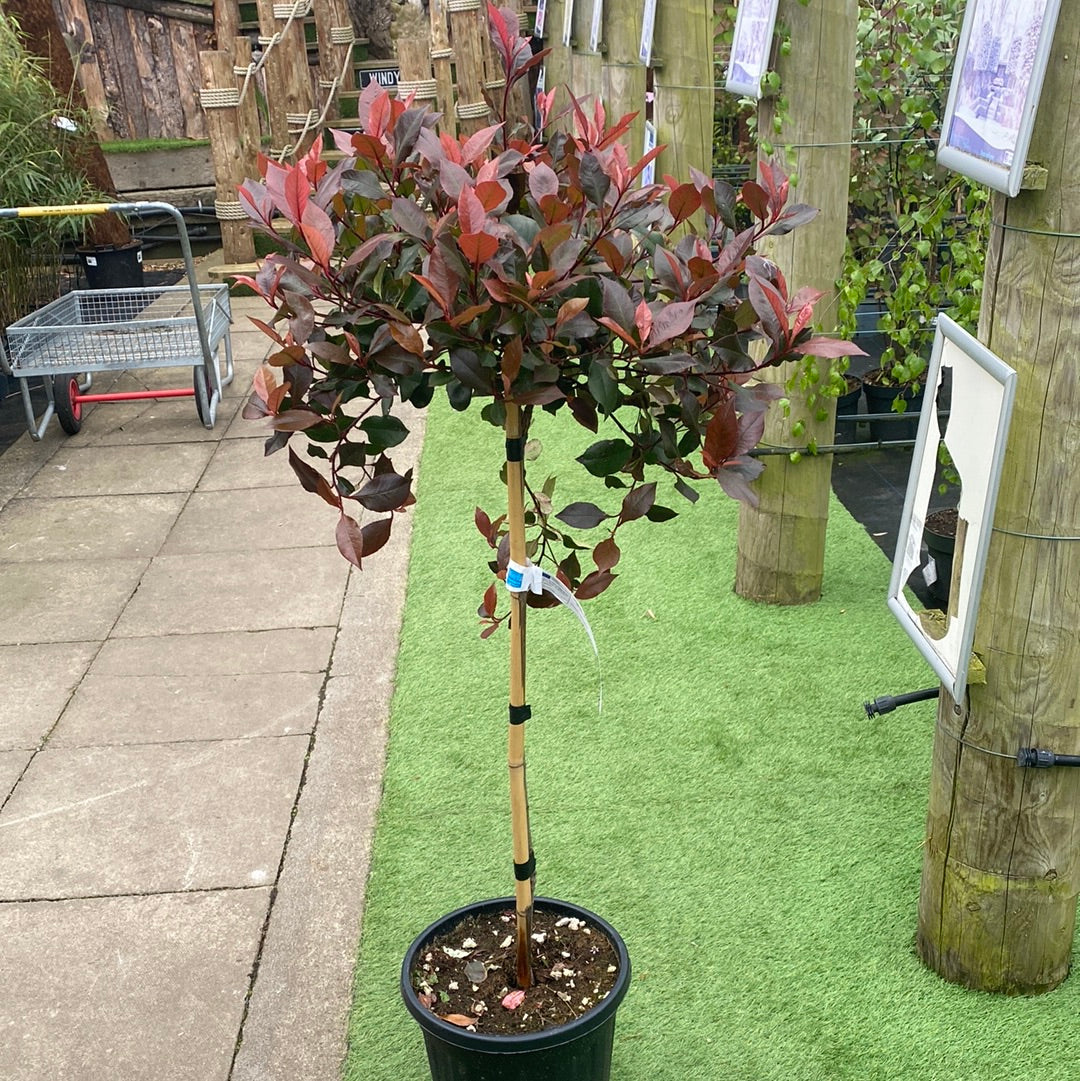 PHOTINIA SERR. ATROPURPUREA NANA CLT 15 / 18 CIRC. TR. 04 - 06 CHIOMA 35 - 40 CM 1/2 STD - Image 2