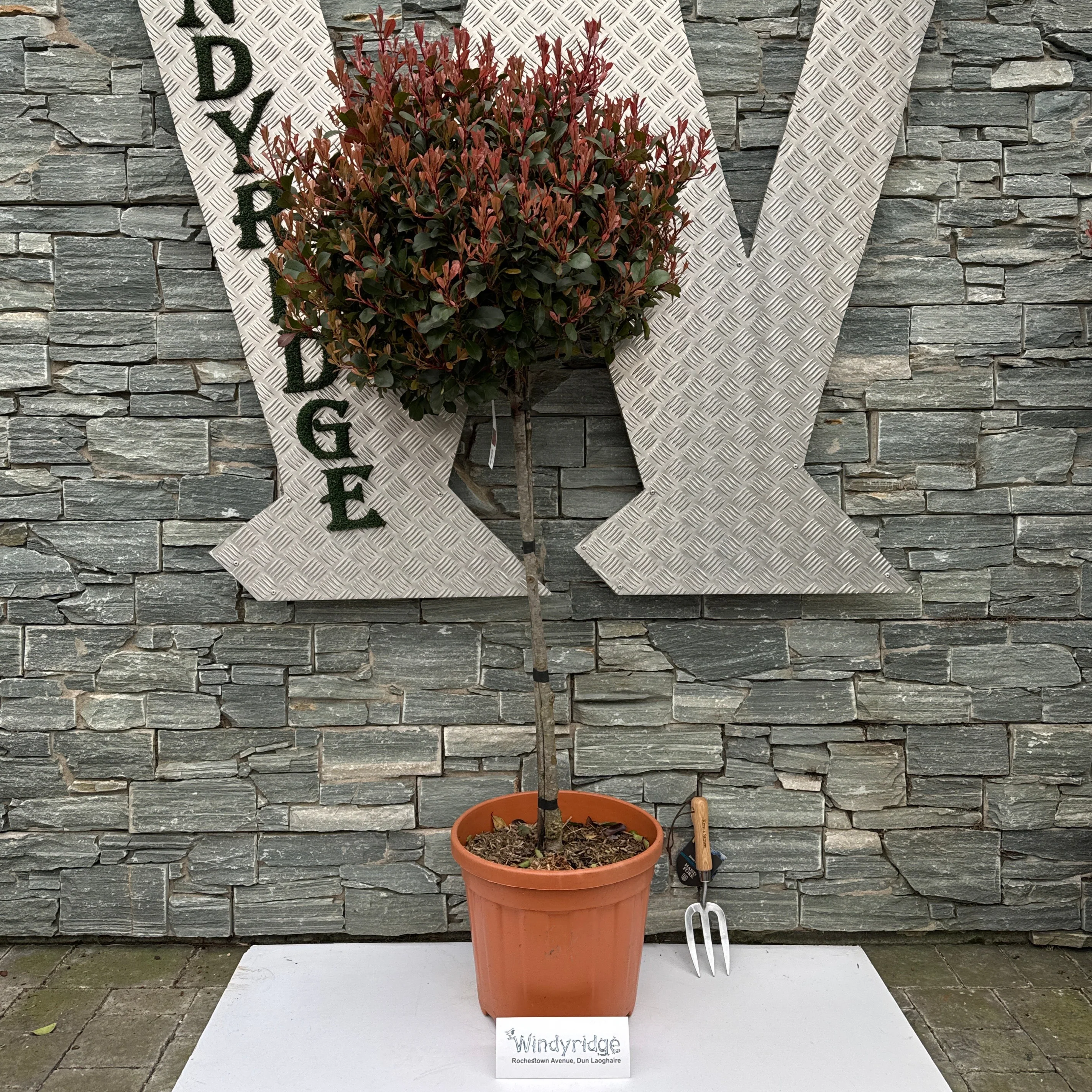 PHOTINIA SERR. ATROPURPUREA NANA CLT 20 / 25 CIRC. TR. 06 - 08 CHIOMA 50 - 60 CM 1/2 STD