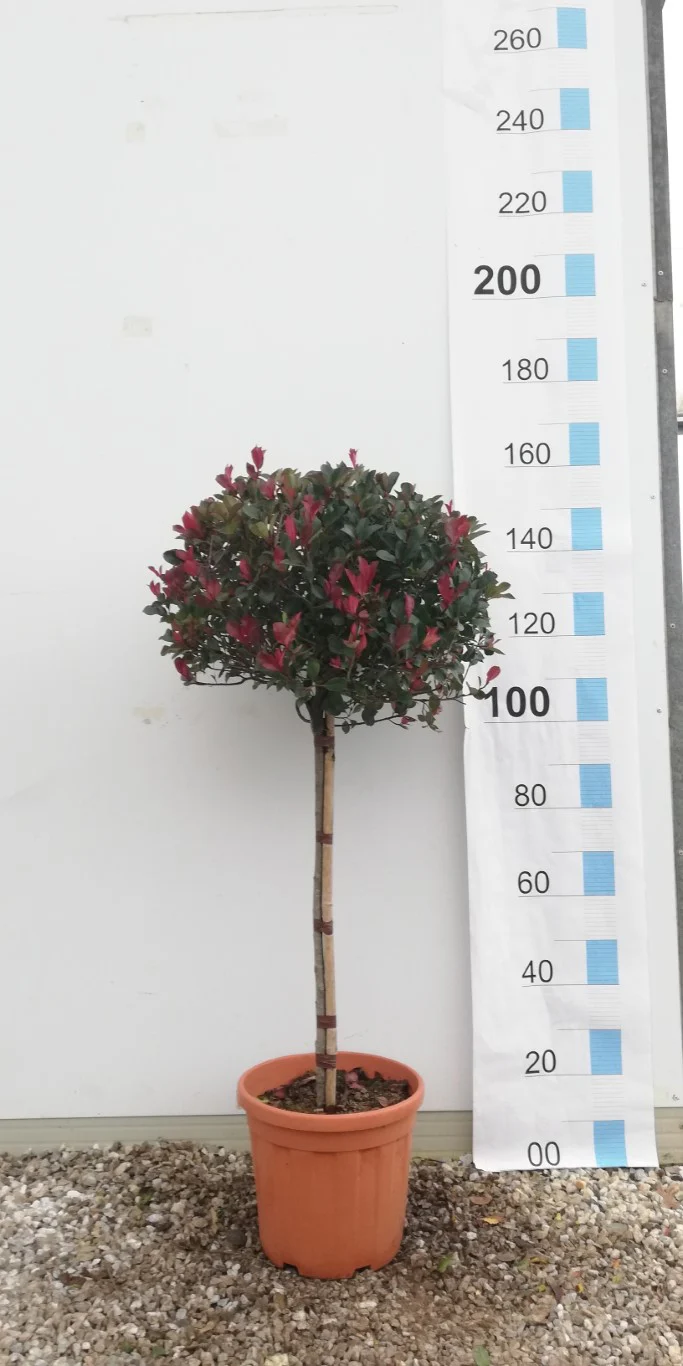 PHOTINIA SERR. ATROPURPUREA NANA CLT 20 / 25 CIRC. TR. 06 - 08 CHIOMA 50 - 60 CM 1/2 STD - Image 2