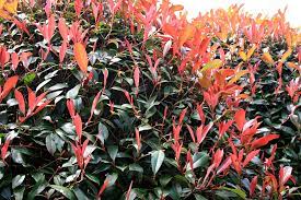 PHOTINIA SERR. ATROPURPUREA NANA CLT 20 / 25 CIRC. TR. 06 - 08 CHIOMA 50 - 60 CM 1/2 STD - Image 3