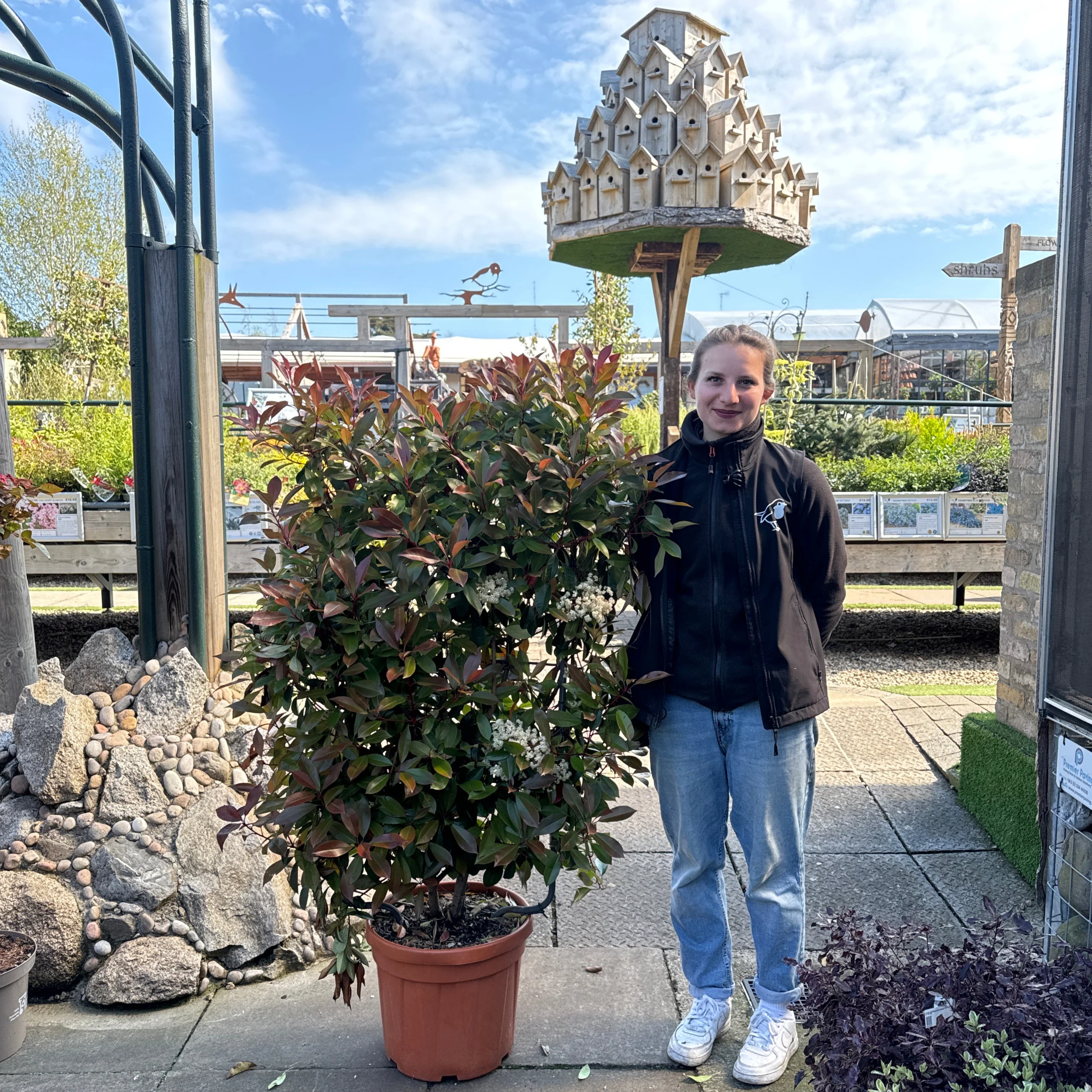 PHOTINIA SERR. CORALLO CLT 30 SPALLIERA IN METALLO H 85 X L 50 CM