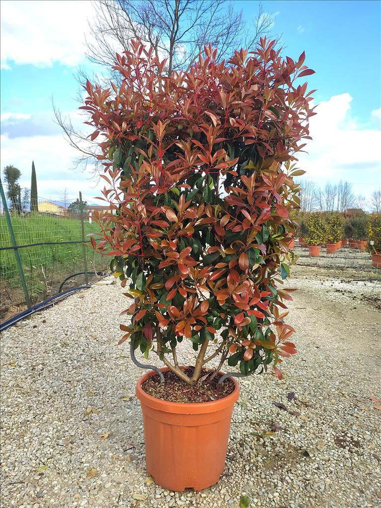 PHOTINIA SERR. CORALLO CLT 30 SPALLIERA IN METALLO H 85 X L 50 CM - Image 2