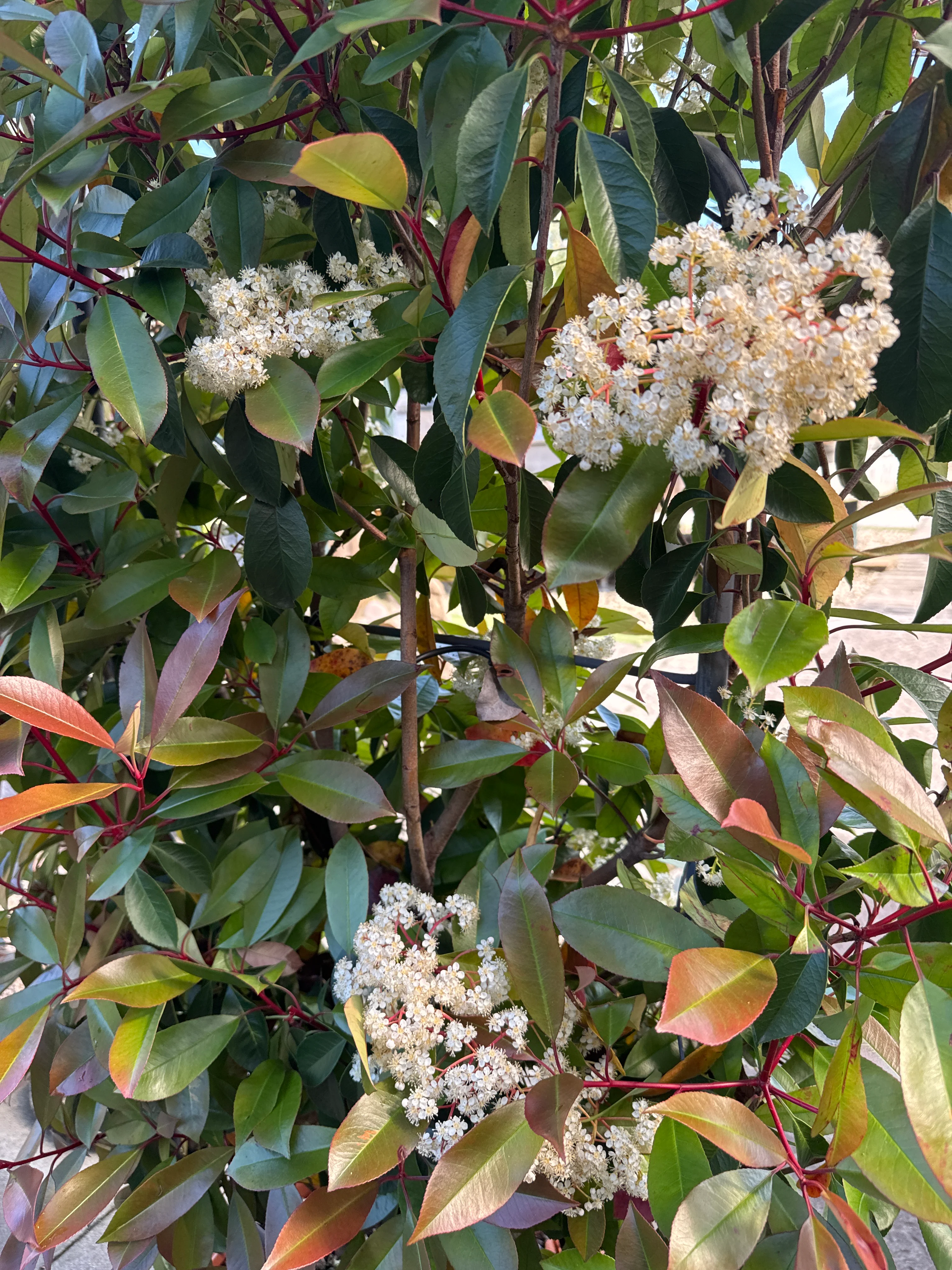PHOTINIA SERR. CORALLO CLT 30 SPALLIERA IN METALLO H 85 X L 50 CM - Image 3