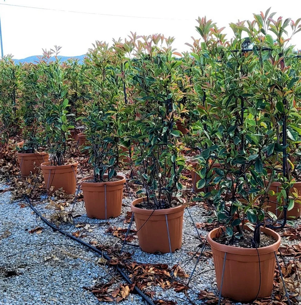 PHOTINIA SERR. 'PINK MARBLE' CLT 30 SPALLIERA IN METALLO 90 X 55 CM