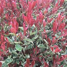PHOTINIA SERR. 'PINK MARBLE' CLT 30 SPALLIERA IN METALLO 90 X 55 CM - Image 2