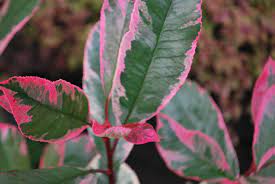 PHOTINIA SERR. 'PINK MARBLE' CLT 30 SPALLIERA IN METALLO 90 X 55 CM - Image 3