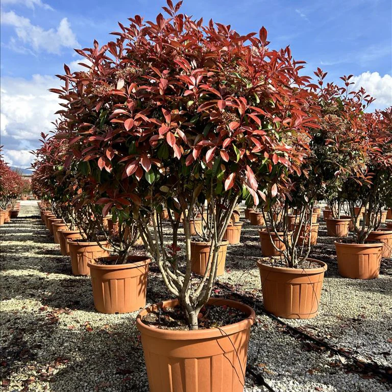 PHOTINIA SERR. RED ROBIN CIOTOLA 70 CLT 90 H 150 CM PARACADUTE