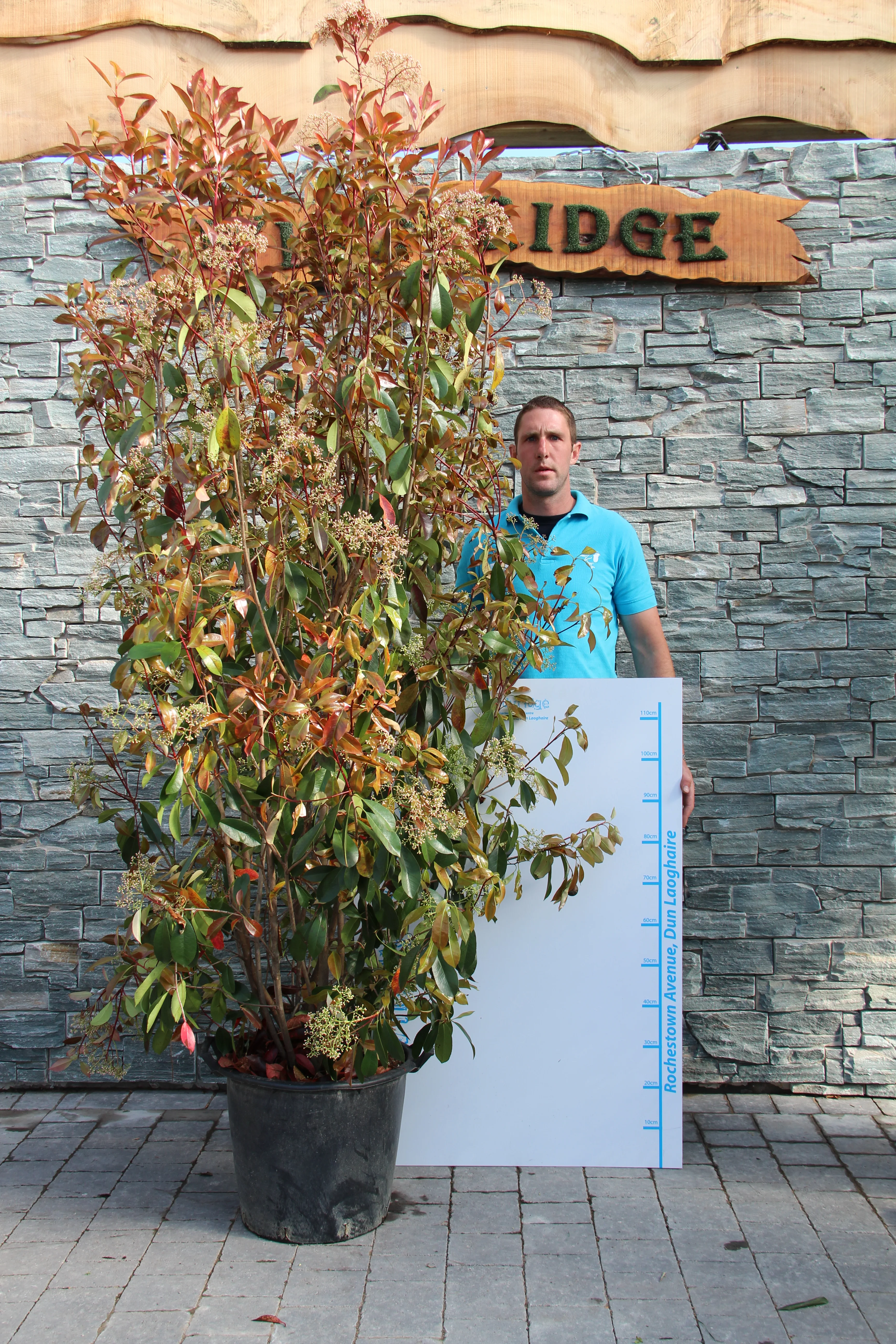 PHOTINIA SERR. RED ROBIN CLT 30 / 35 H 175 - 200 CM