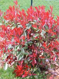 PHOTINIA SERR. RED ROBIN CLT 30 on frame 90 X 55 CM