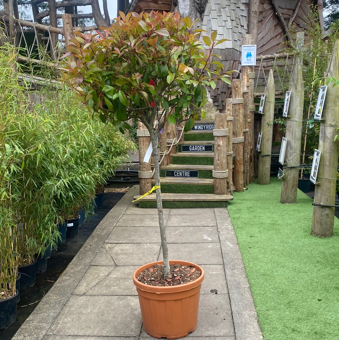 PHOTINIA SERR. RED ROBIN CLT 45 CIRC. TR. 08 - 10 CM 1/2 STD CHIOMA 60 - 70 CM