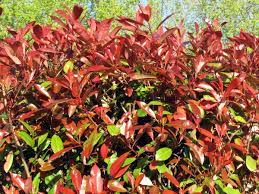 PHOTINIA SERR. RED ROBIN CLT 45 CIRC. TR. 08 - 10 CM STD SPALL. SU STELO H 100 X L 100 CM - Image 2