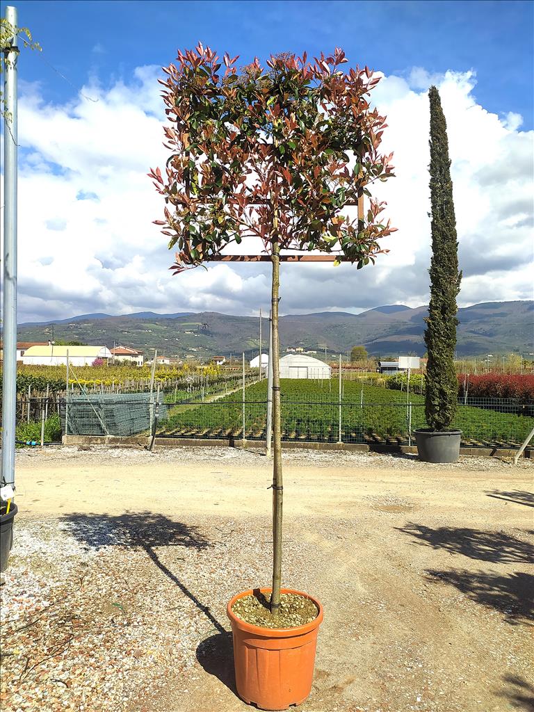 PHOTINIA SERR. RED ROBIN CLT 55 CIRC. TR. 10 - 12 CM STD SPALL. LEGNO SU STELO 100 X 100 CM - Image 2