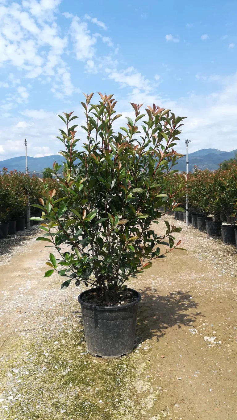 PHOTINIA SERR. RED ROBIN COMPATTA CLT 30 / 35 H 100 - 150 CM - Image 3