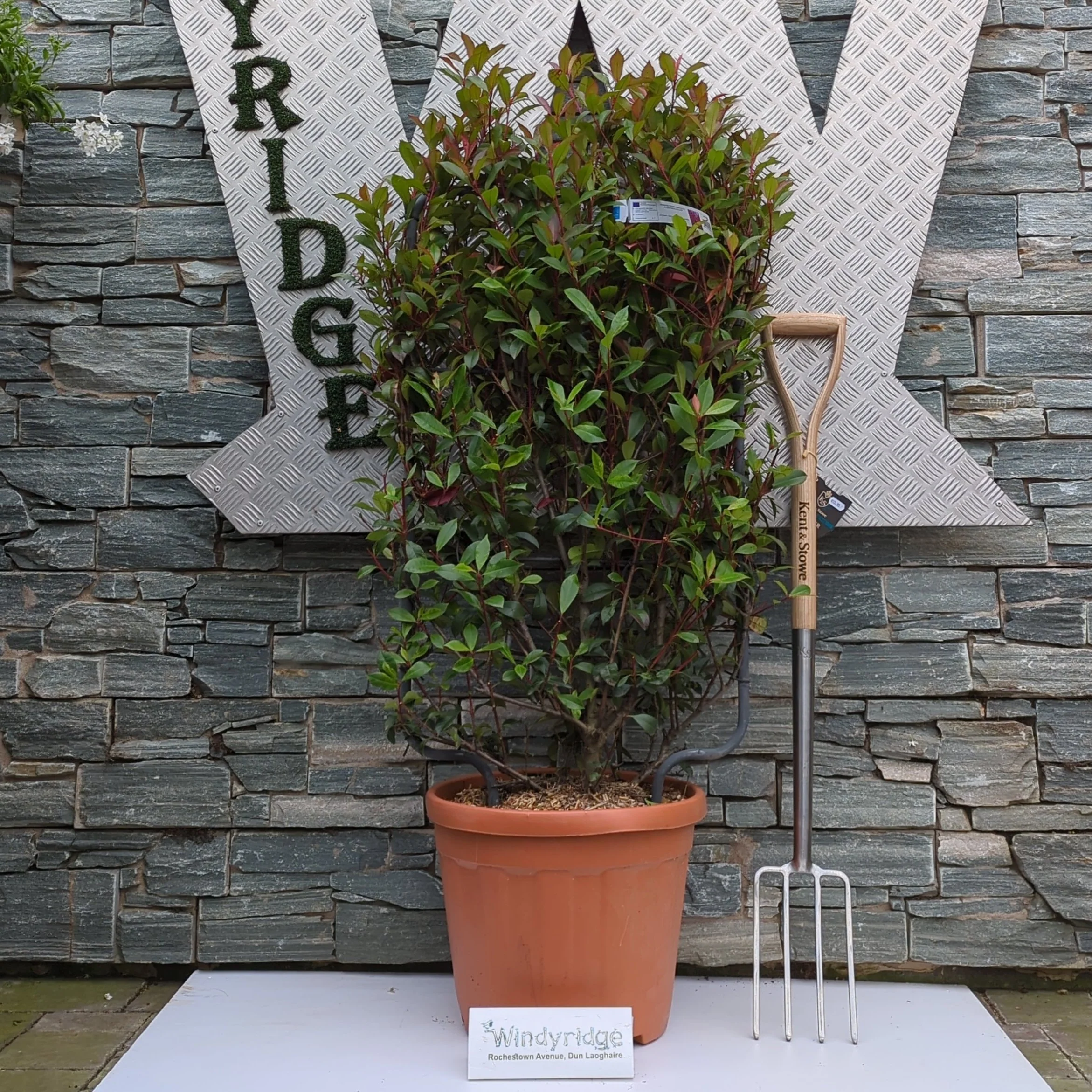 PHOTINIA SERR. RED ROBIN COMPATTA CLT 30 SPALLIERA IN METALLO 85 X 50 CM
