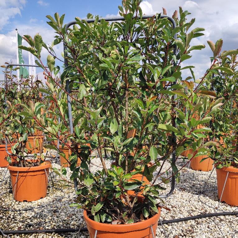 PHOTINIA SERR. RED ROBIN COMPATTA CLT 30 SPALLIERA IN METALLO 85 X 50 CM - Image 2