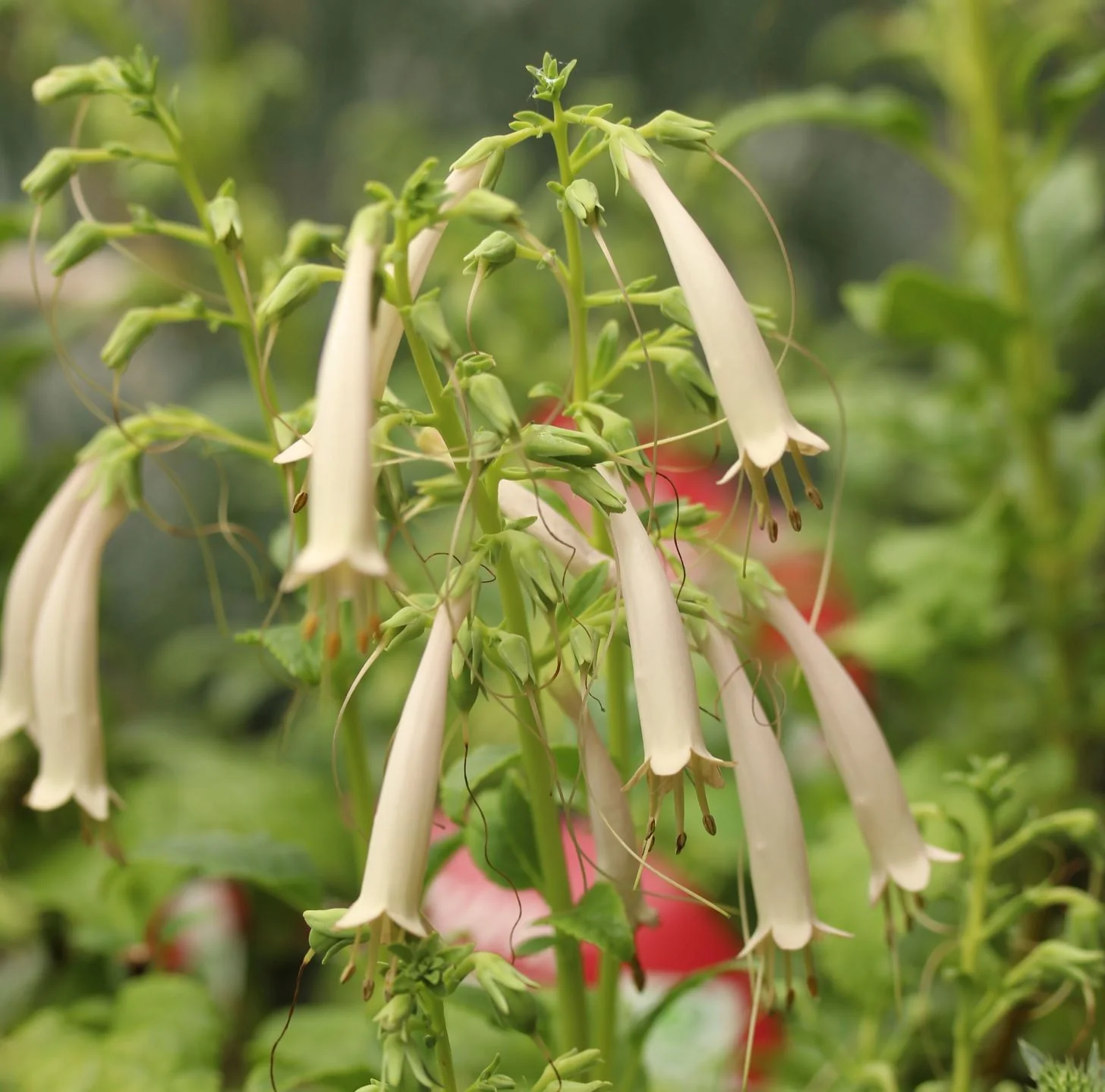 Phygelius Croftway Snow Queen
