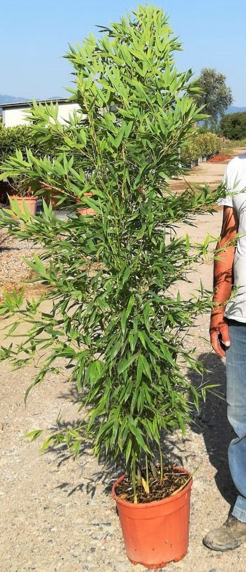 PHYLLOSTACHYS AUREA CLT 12 H 100 - 150 CM