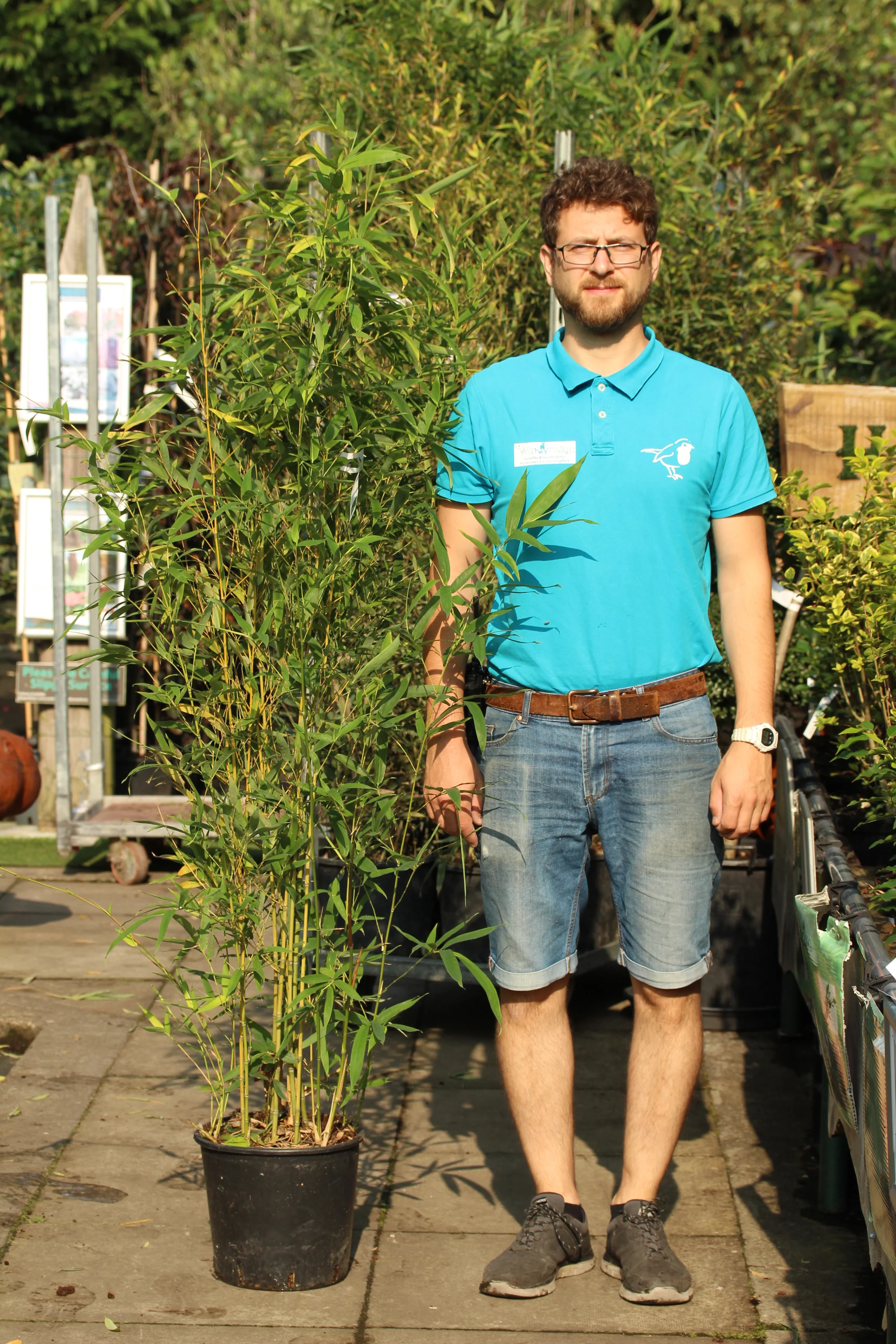 PHYLLOSTACHYS AUREA CLT 12 H 100 - 150 CM - Image 2