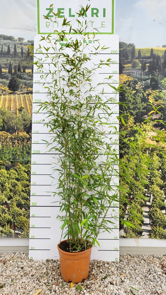 PHYLLOSTACHYS AUREA CLT 12 VASO ROSSO H 150 - 200 CM - Image 3