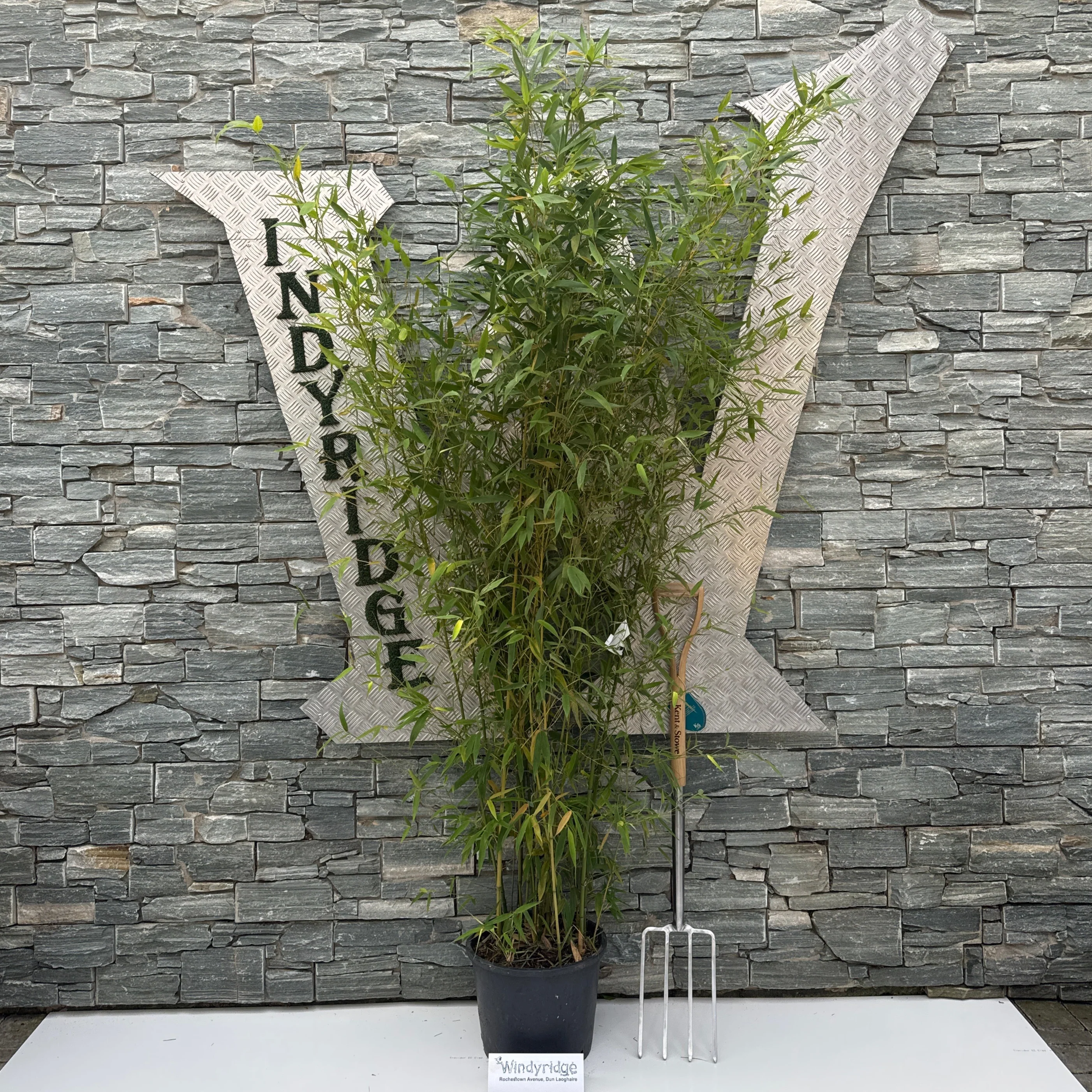 PHYLLOSTACHYS AUREA CLT 18 H 200 - 250 CM