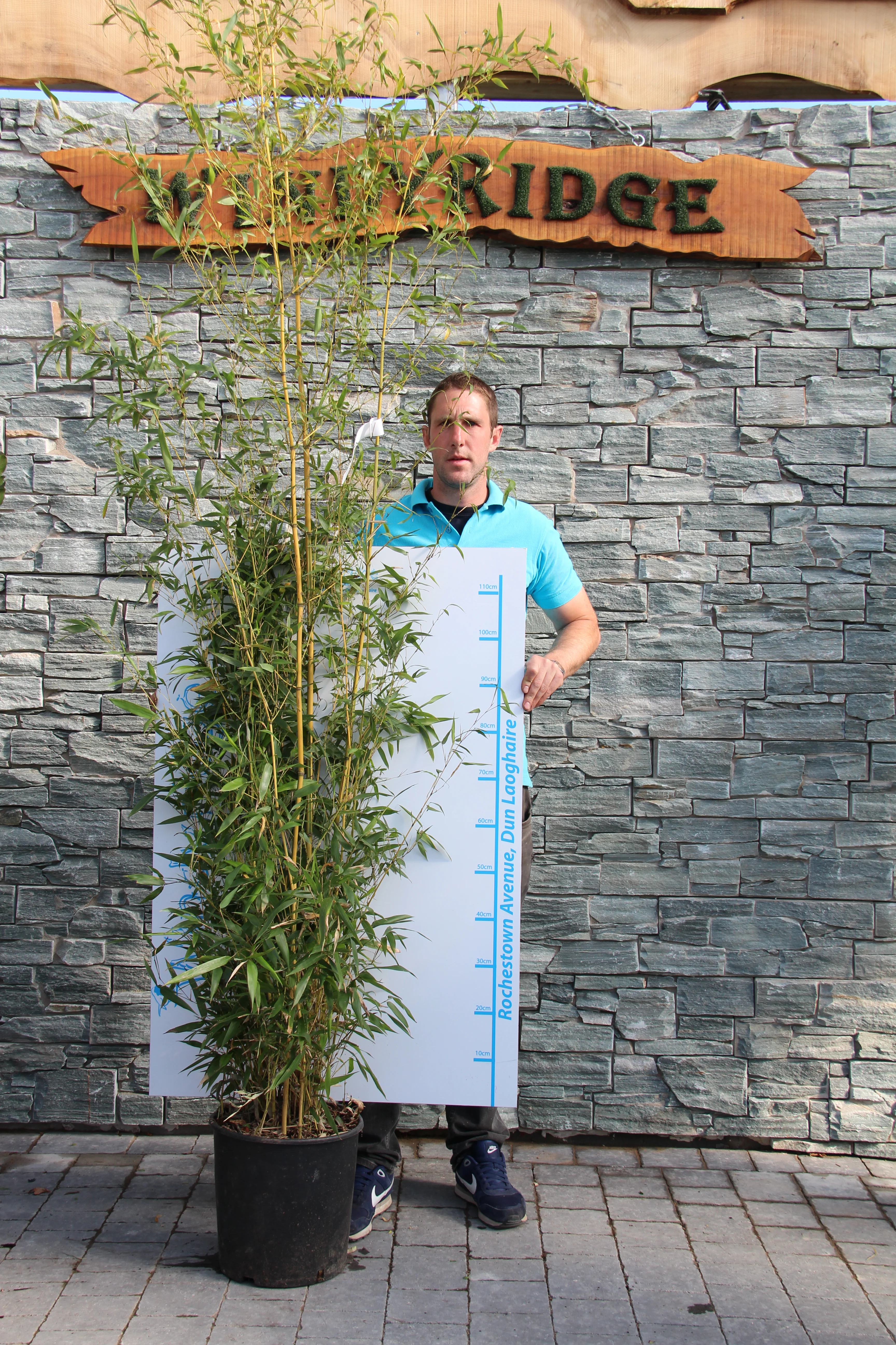 PHYLLOSTACHYS AUREOS. SPECTABILIS CLT 30 H 250 - 300 CM - Image 2