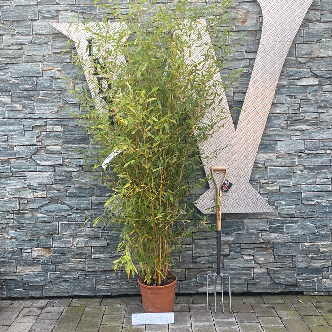 PHYLLOSTACHYS AUREOSULCATA AUREOCAULIS CLT 12 VASO ROSSO H 150 - 200 CM