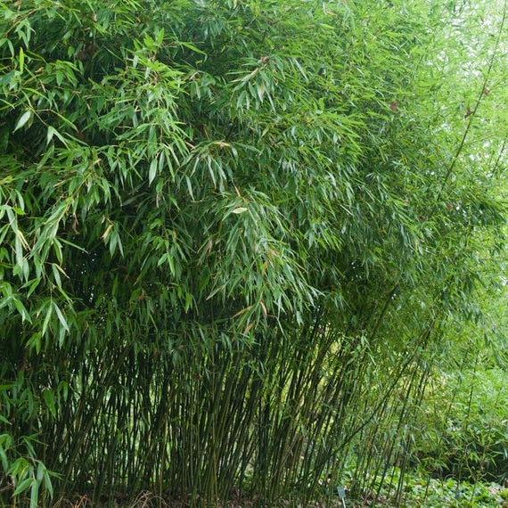 PHYLLOSTACHYS BISSETII CLT 12 H 125 - 150 CM - Image 2