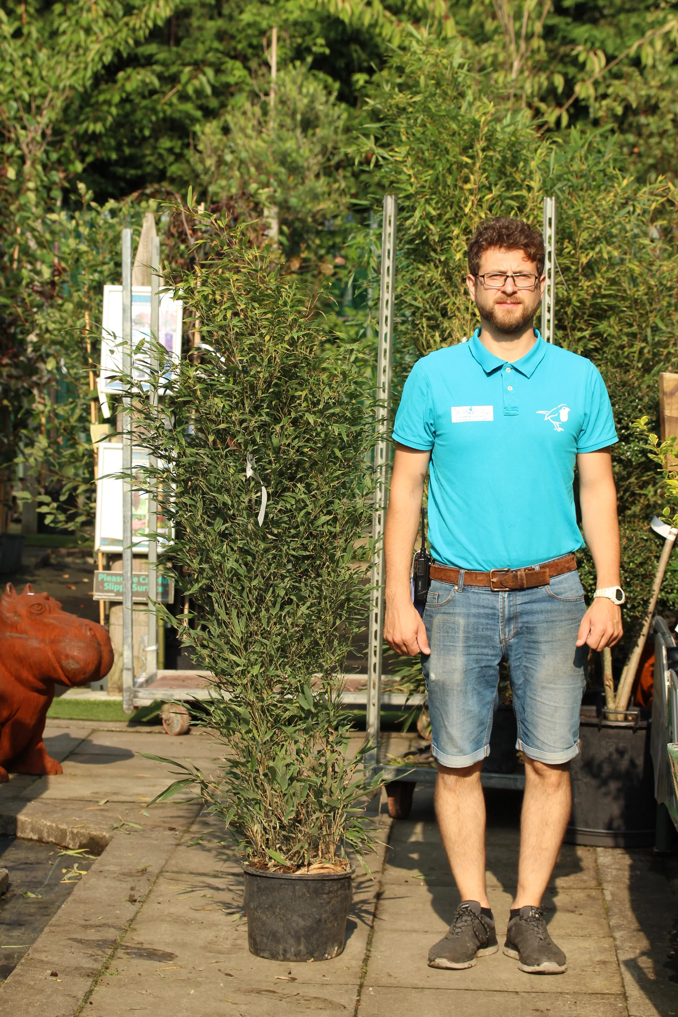 PHYLLOSTACHYS NIGRA CLT 12 H 100 - 150 CM