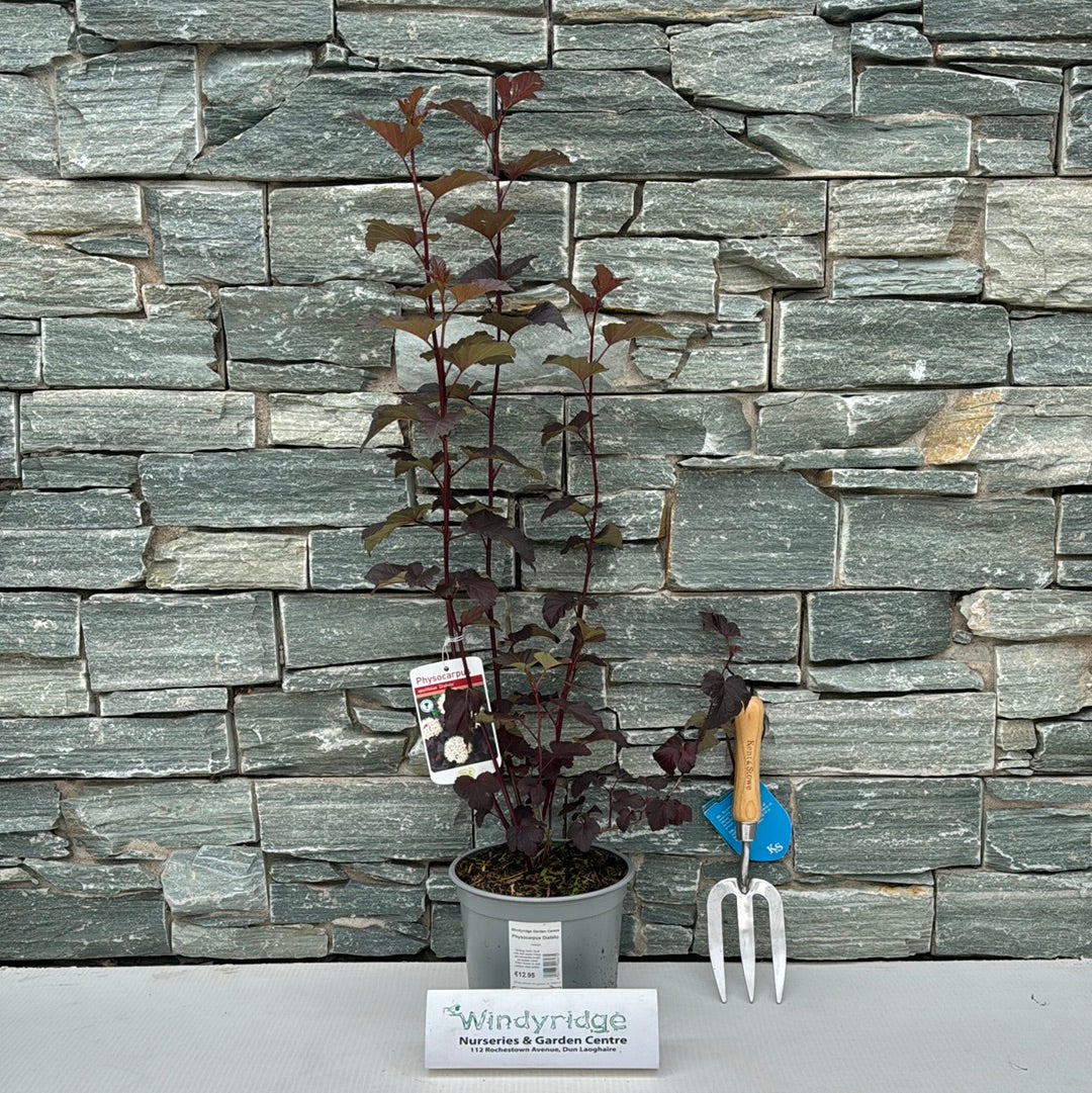 Physocarpus Diabilo - Image 2