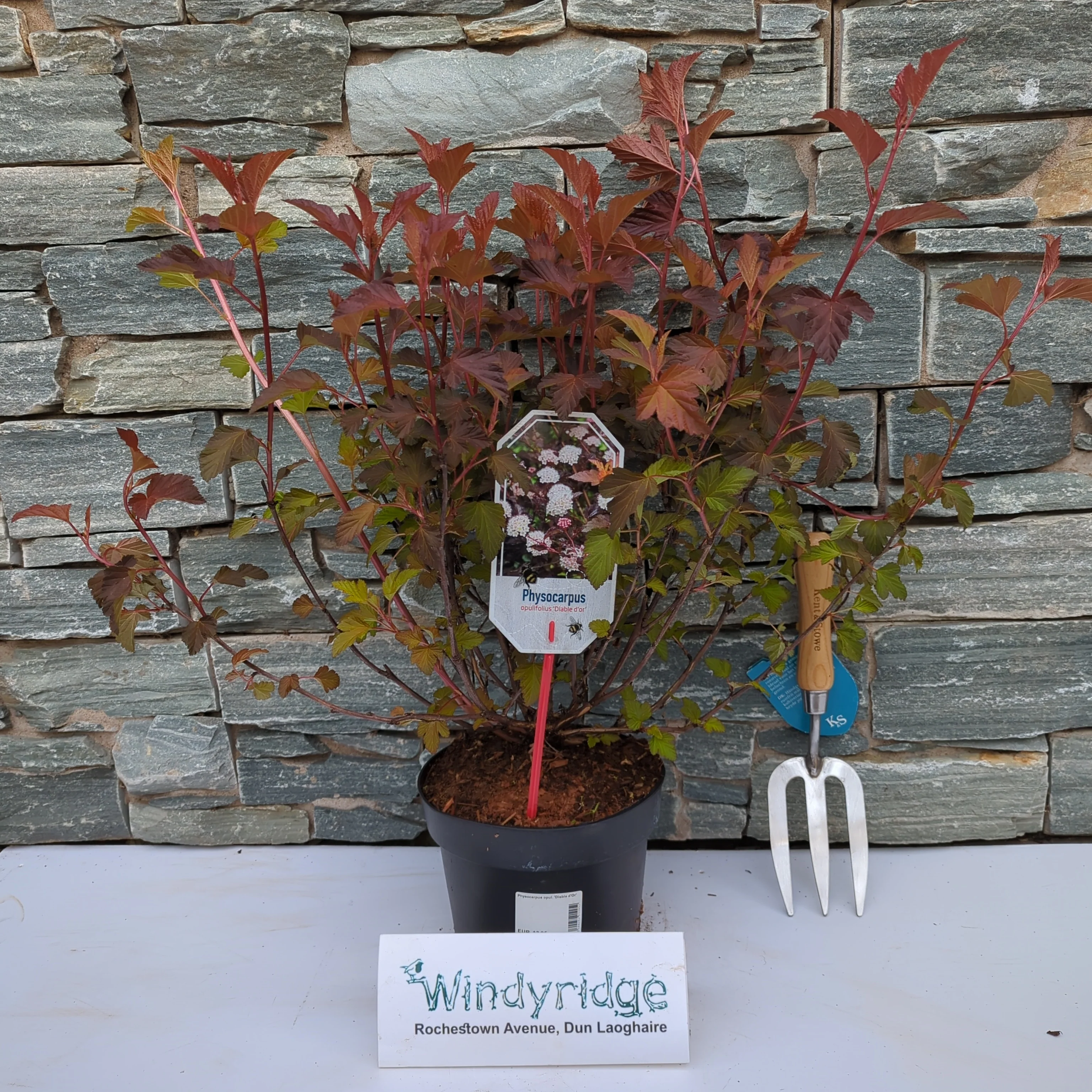 Physocarpus opul. Diable dOr - Image 2