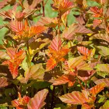 Physocarpus opulif. Amber Jubilee