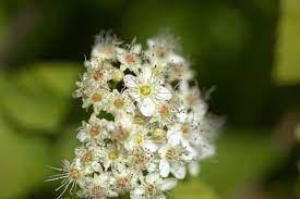 Physocarpus opulus Darts Gold - Image 4