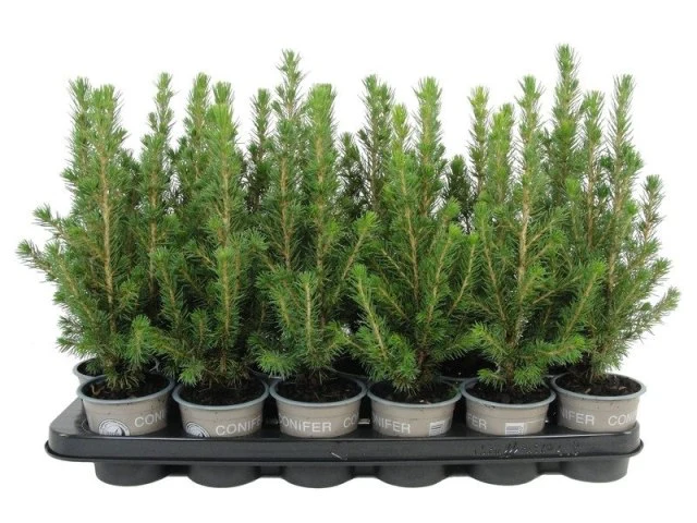 Picea glauca Conica