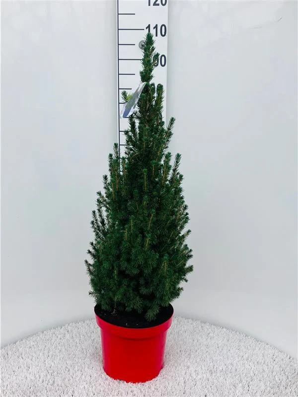 Picea glauca Conica 7.5 Ltr pot - Image 3