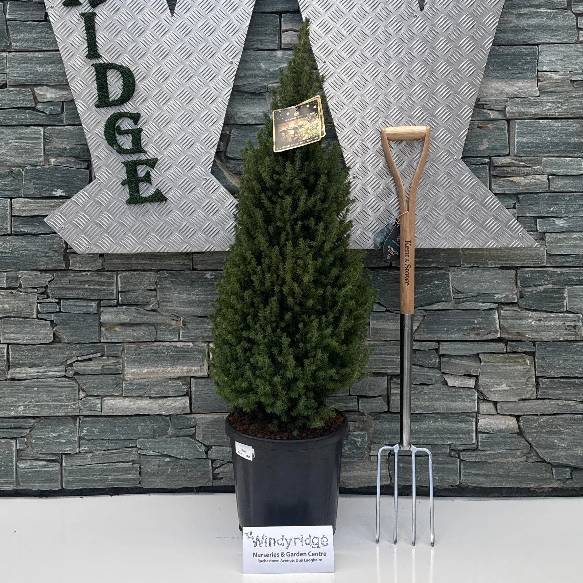 Picea glauca conica Perfecta - Image 2