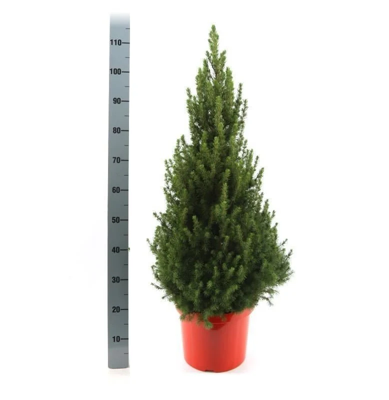 Picea glauca December C3, red pot